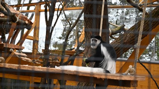 PK Tiergarten Guereza Eröffnung
