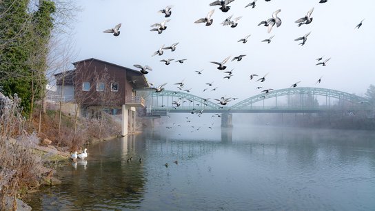 Vögel Traunbrücke