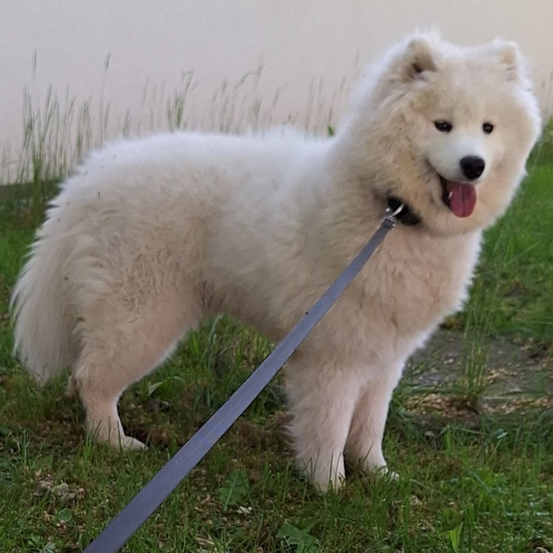 Foto von Wendy; Hund