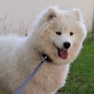 Foto von Wendy; Hund