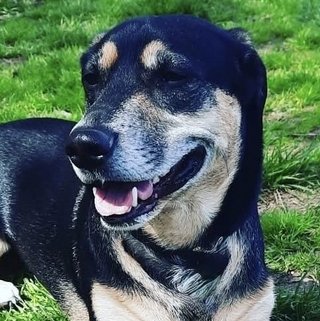 Foto von Angelo; Hund