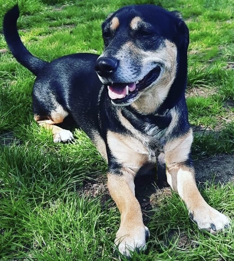 Foto von Angelo; Hund