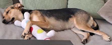 Foto von Milou; Hund