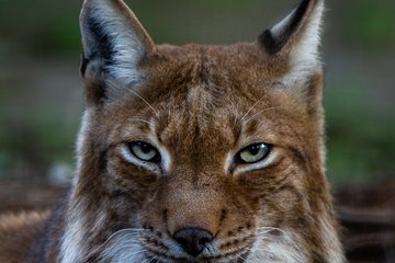 Tiergarten Luchs