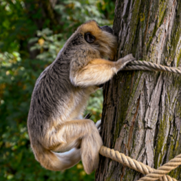 Geschichte des Welser Tiergartens