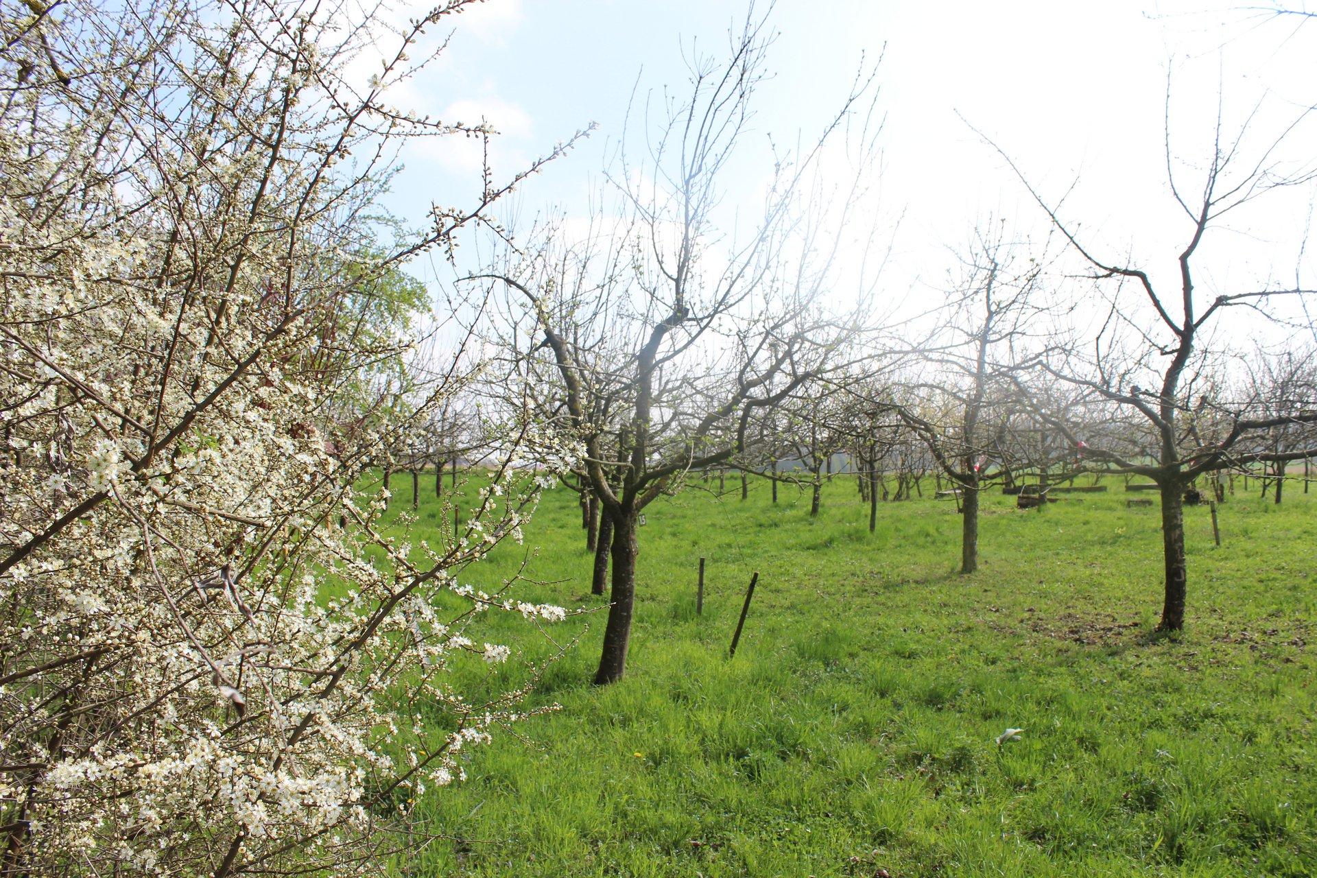 Obstgarten