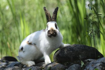 Tierheim Kaninchen