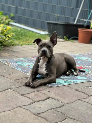 Portraitfoto von Blue-American-Stafford-Hündin Mia