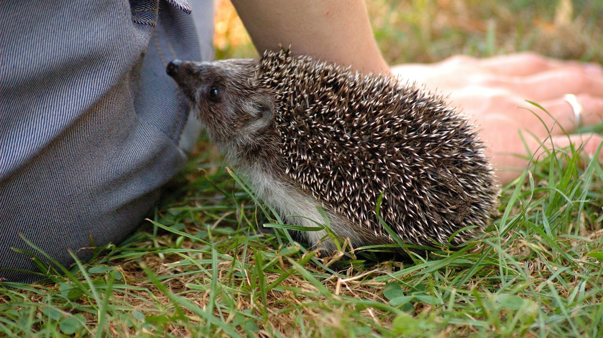 Igel beim Beschnuppern einer Person