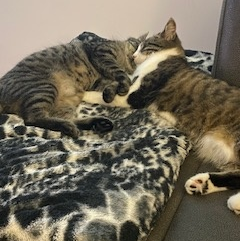 Foto von Luzifer und Lilly; Katze