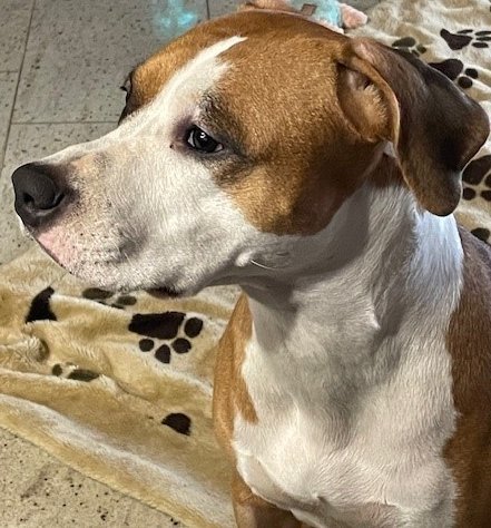 Foto von Hella; Hund