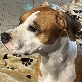 Foto von Hella; Hund