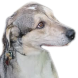 Foto von Tomy; Hund