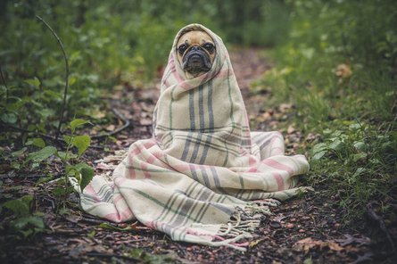 Hund mit einer Decke im Freien
