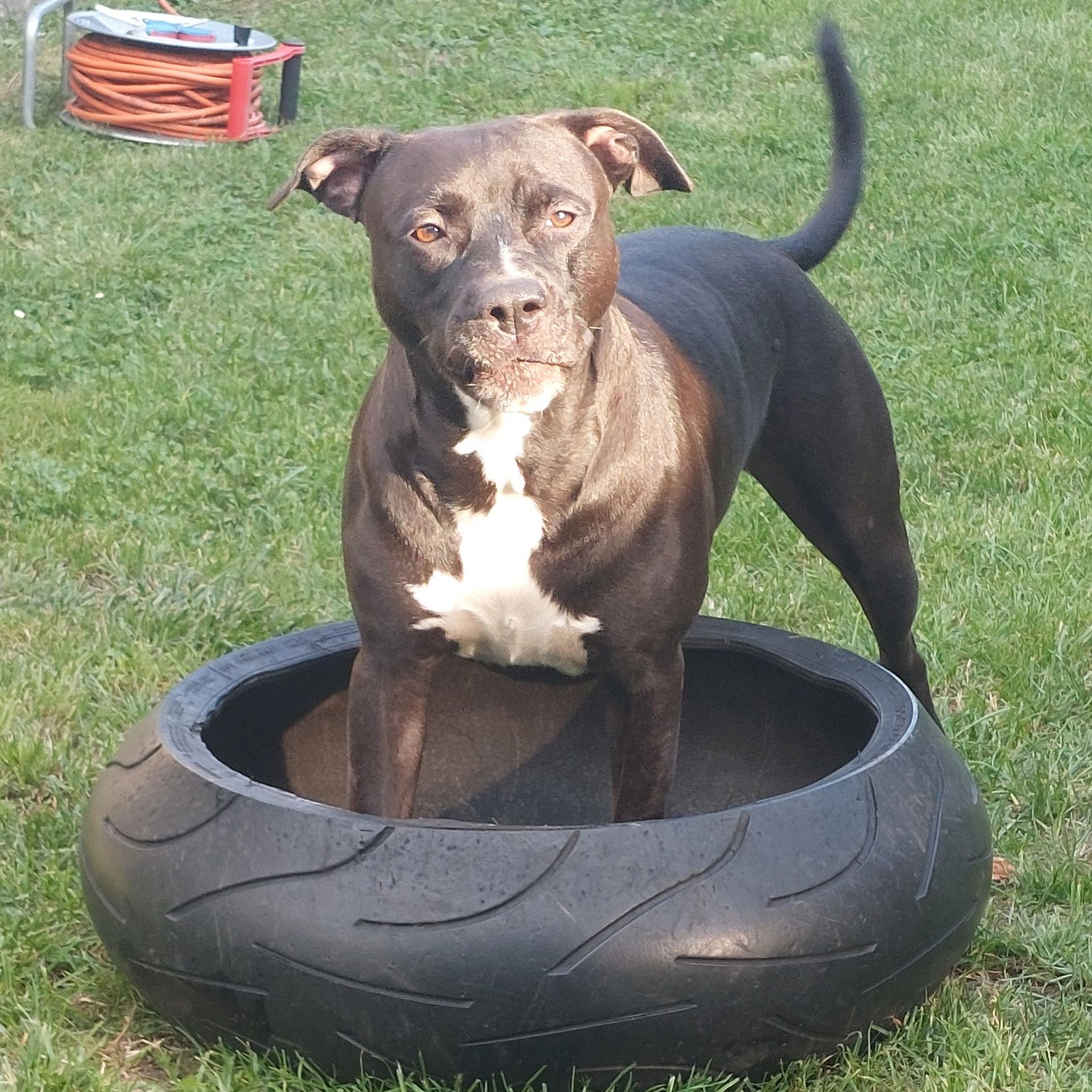 Foto von Ruby; Hund
