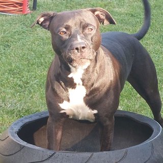 Foto von Ruby; Hund