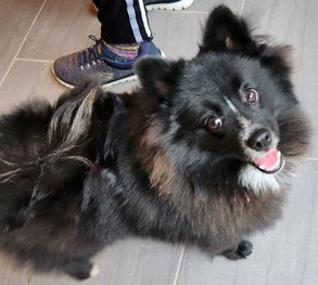 Foto von Shadow; Hund