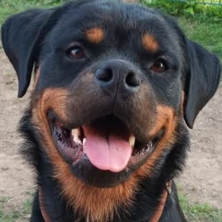 Foto von Zoe; Hund