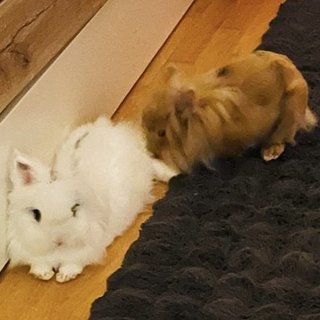 Foto von Marshmallow; Kaninchen