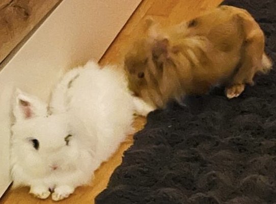 Foto von Marshmallow; Kaninchen