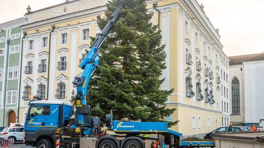 Weihnachtsbaum Rathaus