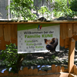 Familie Kunekune im Tiergarten Wels