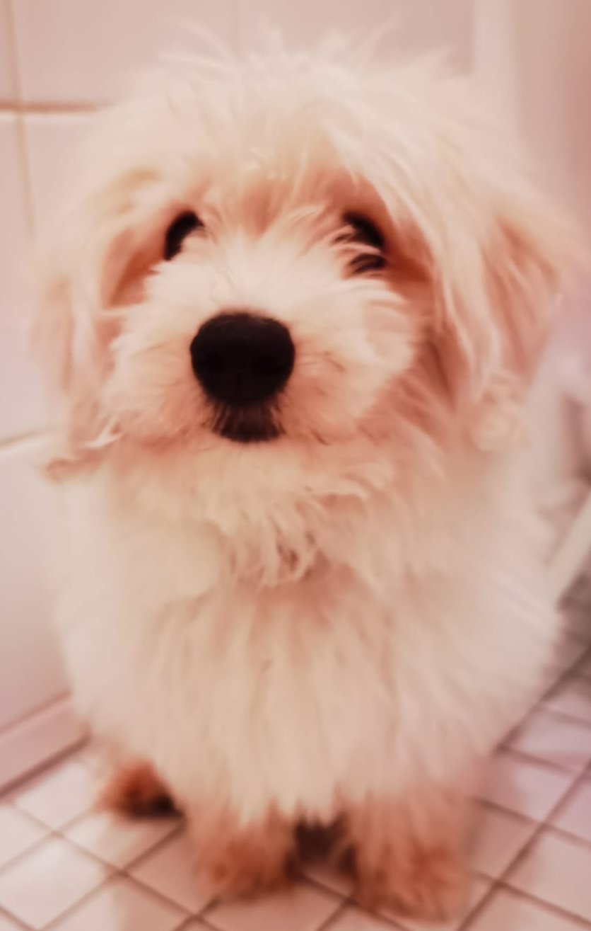 Foto von Rüzgar; Hund