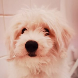 Foto von Rüzgar; Hund