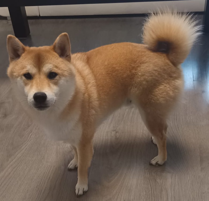 Foto von Chiko; Hund