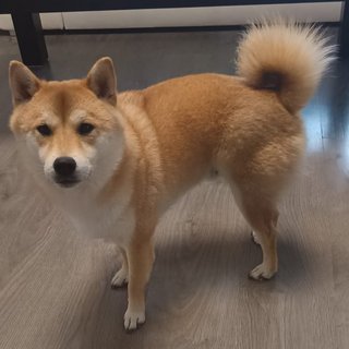 Foto von Chiko; Hund
