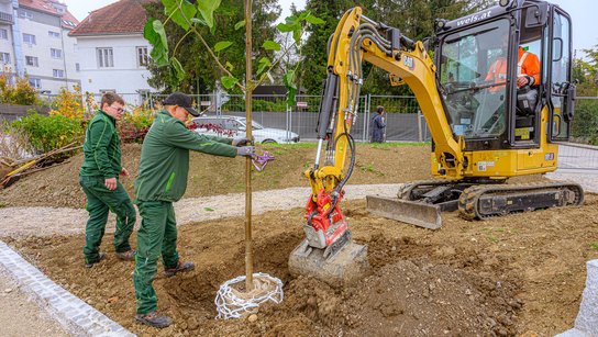 Baumpflanzung Park Quergasse