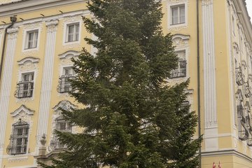 Weihnachtsbaum 2022