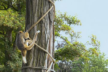 Tiergarten - Brüllaffen am Baum