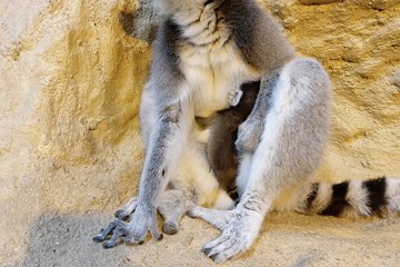 Tiergarten Jungtiere