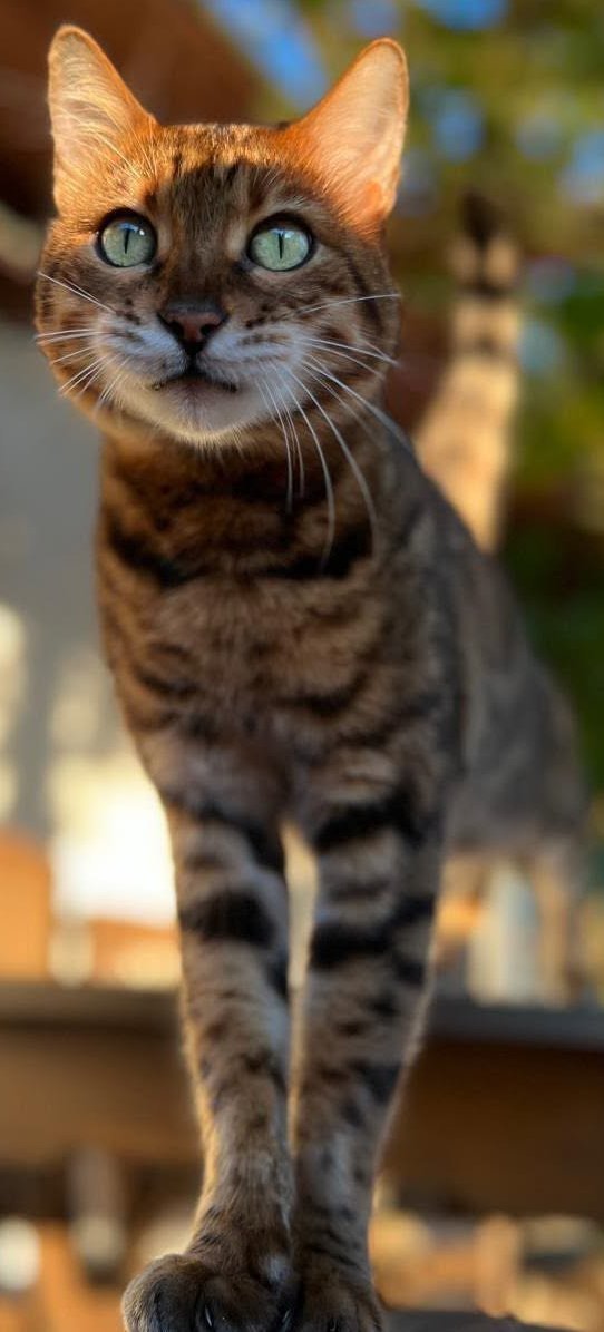 Foto von Findus; Katze