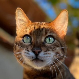Foto von Findus; Katze