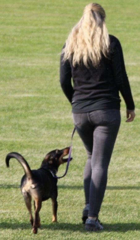 Foto von Lou; Hund