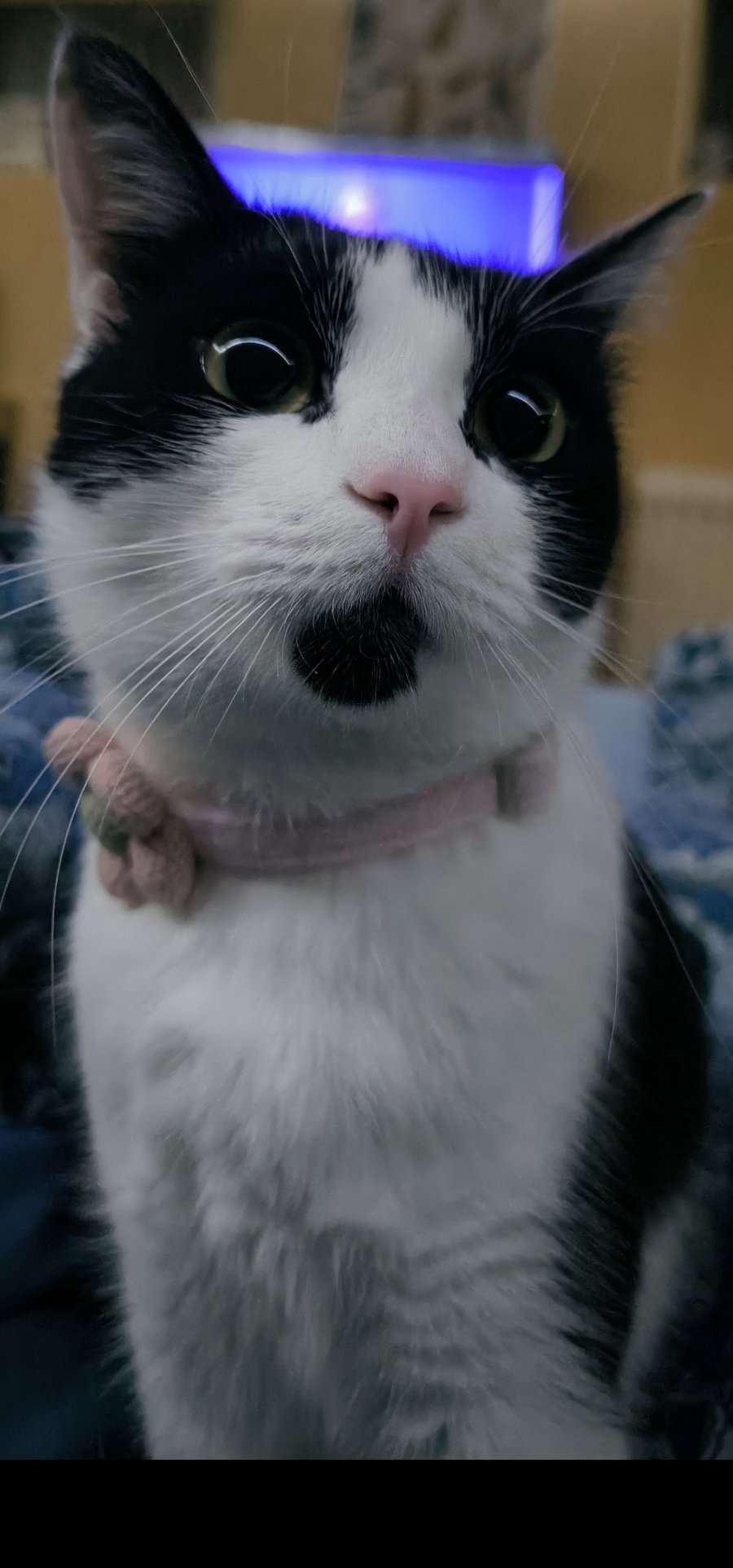 Foto von Ninoma; Katze