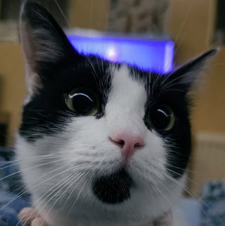 Foto von Ninoma; Katze
