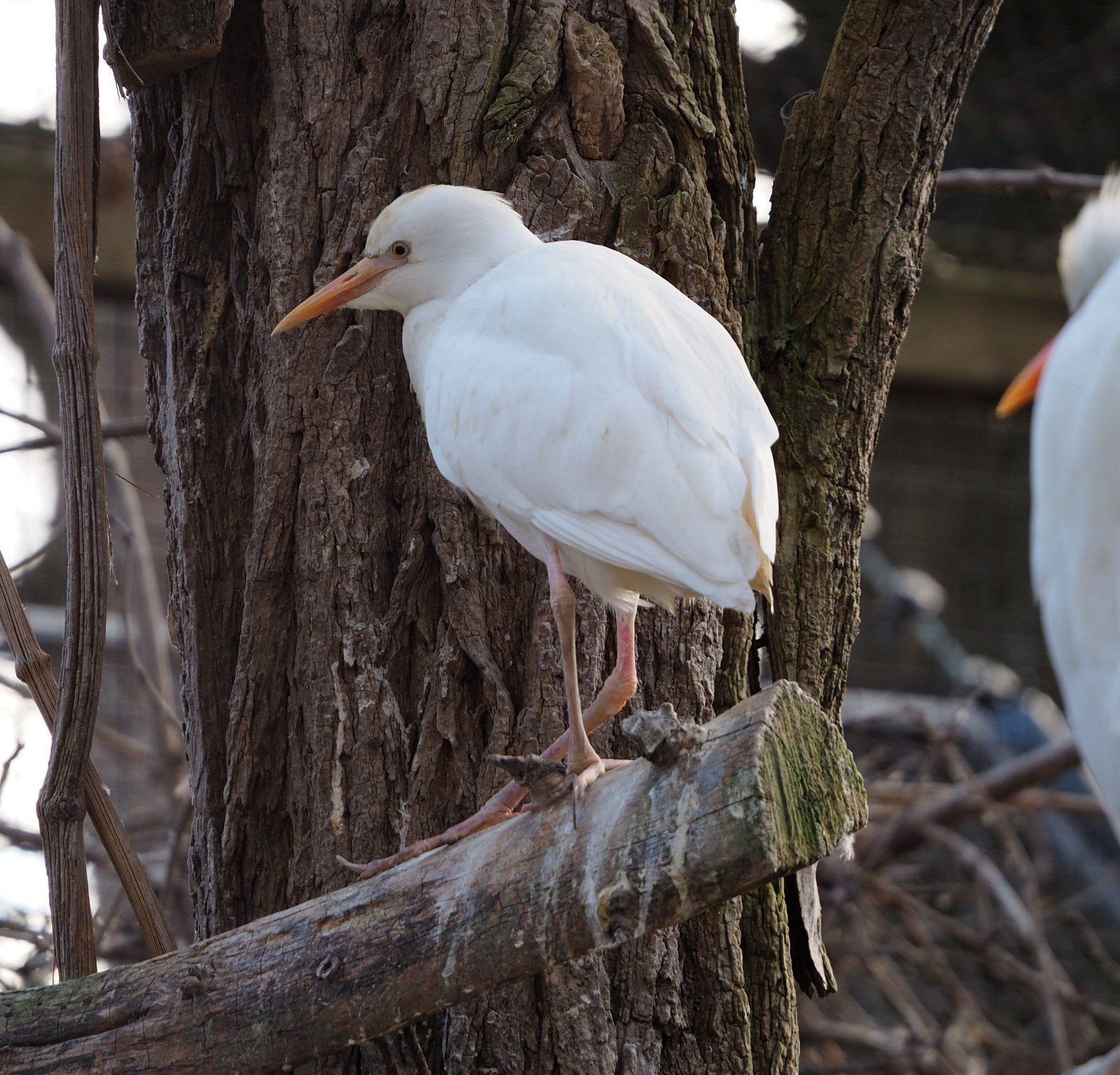 Kuhreiher im Tiergarten Wels