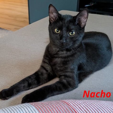 Foto von Nacho; Katze