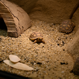 Schildkröte in Tiergarten Wels