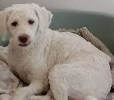 Foto von Chanel; Hund