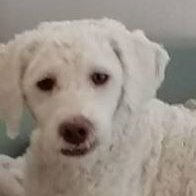 Foto von Chanel; Hund