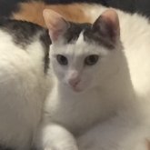 Foto von Finny; Katze