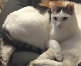 Foto von Finny; Katze
