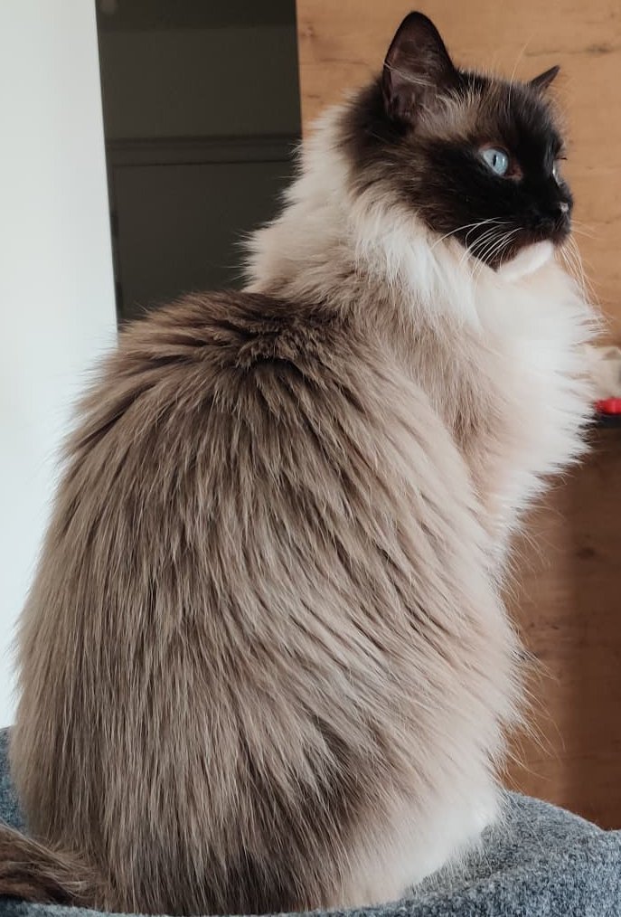 Foto von Daisy; Katze