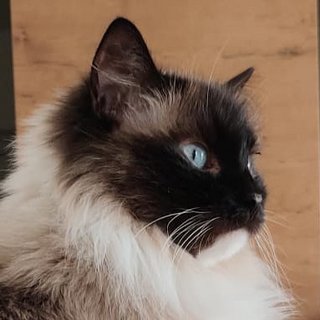 Foto von Daisy; Katze