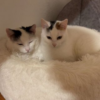 Foto von Mango und Minty; Katze