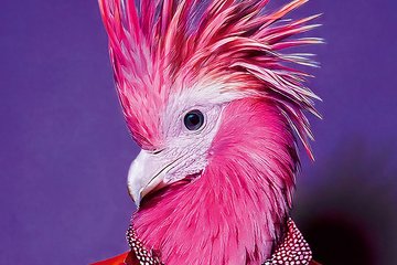 Schräge Vögel © Privat